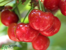 櫻桃有點(diǎn)苦怎么回事？櫻桃有點(diǎn)苦可以吃嗎？