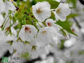 2017年武大櫻花什么時候開？2017年武大櫻花最佳觀賞時間