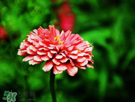 3月份開什么花？3月份開的花有哪些？