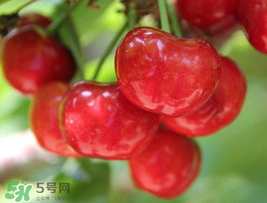 櫻桃為什么這樣紅？櫻桃為什么是紅色？