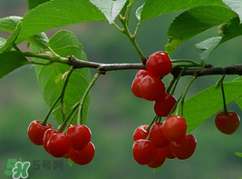 櫻桃為什么這樣紅？櫻桃為什么是紅色？