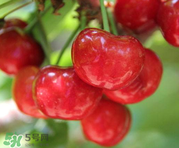 櫻桃為什么有一股藥味？櫻桃有藥味怎么辦？