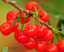 櫻桃什么時候成熟？櫻桃什么時候上市？
