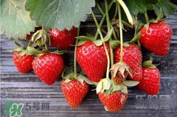 吃草莓大便會(huì)變紅嗎？吃草莓大便變紅是怎么回事？