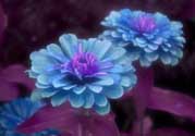 3月份開什么花？3月份開的花有哪些？