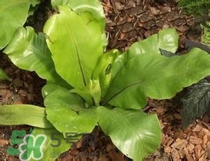 負卡路里的食物有哪些？負卡路里食物真的吃不胖嗎？