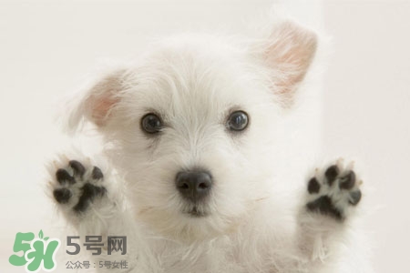 禽流感可以養(yǎng)狗嗎？禽流感期間能養(yǎng)狗嗎？