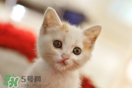 禽流感可以養(yǎng)貓嗎？禽流感期間能養(yǎng)貓嗎？
