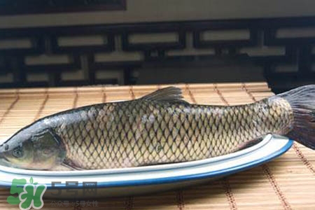 草魚能生吃嗎？草魚可以直接生吃嗎？