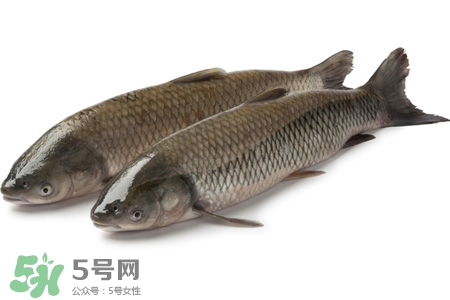 孕婦可以吃草魚嗎？懷孕了能吃草魚嗎？