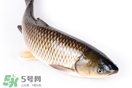 孕婦可以吃草魚嗎？懷孕了能吃草魚嗎？