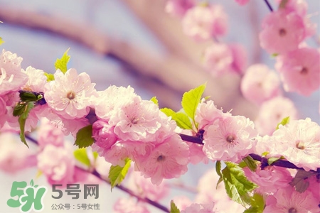 3月初日本的櫻花開了嗎？2017年日本櫻花季預(yù)測