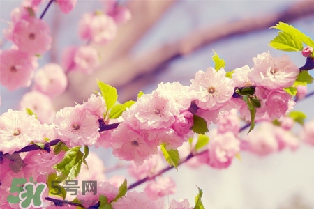 櫻花一般什么時(shí)候開？櫻花一般幾月份開？