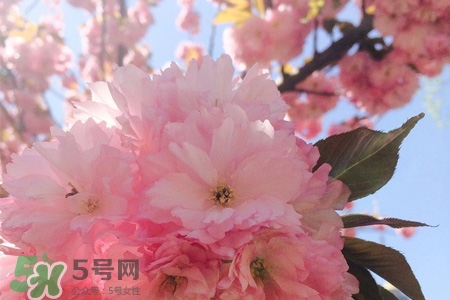 櫻花一般開多久？櫻花一般持續(xù)多久？