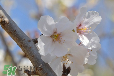 櫻花是櫻桃樹(shù)的花嗎？櫻桃花和櫻花的區(qū)別