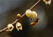 驚蟄是什么意思？驚蜇是什么節(jié)氣？