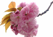 櫻花一般開多久？櫻花一般持續(xù)多久？
