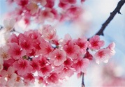 3月份有櫻花嗎？三月份櫻花都開了嗎？