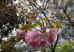 4月份適合種什么花？四月份種什么花好？