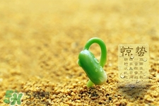 驚蟄節(jié)氣要注意什么？驚蟄節(jié)氣養(yǎng)生注意事項(xiàng)