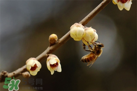 驚蟄節(jié)氣要注意什么？驚蟄節(jié)氣養(yǎng)生注意事項(xiàng)