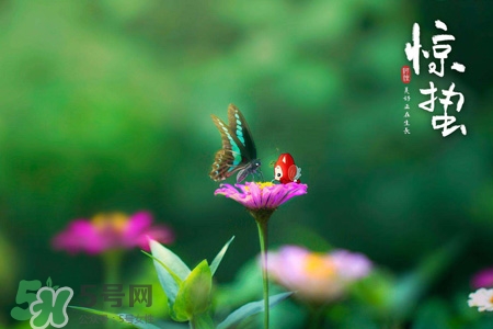 驚蟄節(jié)氣吃什么水果？驚蟄養(yǎng)生吃什么水果好？