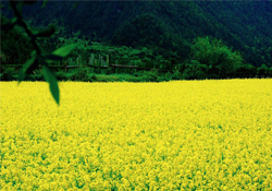 3月份能看到油菜花嗎？三月份有油菜花看嗎？