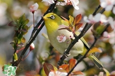 禽流感期間能接觸鳥糞嗎？碰到鳥糞會得禽流感嗎？