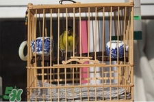禽流感期間能接觸鳥糞嗎？碰到鳥糞會得禽流感嗎？