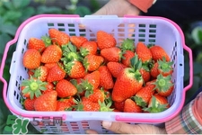 摘草莓多少錢一斤？2017摘草莓的價(jià)格