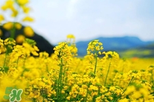 油菜花能開(kāi)多久？油菜花花期有多長(zhǎng)？