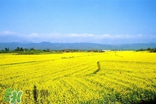 油菜花能開(kāi)多久？油菜花花期有多長(zhǎng)？
