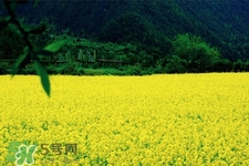 油菜花能開(kāi)多久？油菜花花期有多長(zhǎng)？