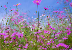 花粉過敏會(huì)遺傳嗎？花粉過敏為什么會(huì)遺傳？