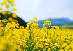油菜花能開多久？油菜花花期有多長？