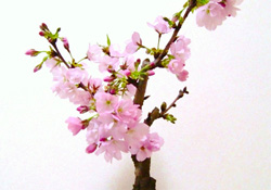 櫻花可以盆栽嗎？櫻花盆栽好養(yǎng)嗎？