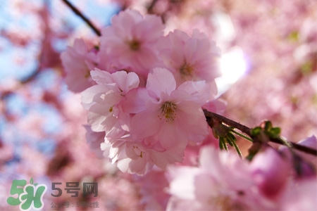 櫻花可以盆栽嗎？櫻花盆栽好養(yǎng)嗎？
