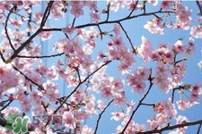 盆栽櫻花要經(jīng)常澆水嗎？櫻花盆栽幾天澆一次水？
