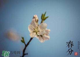 春分種什么菜？春分適合種什么菜？