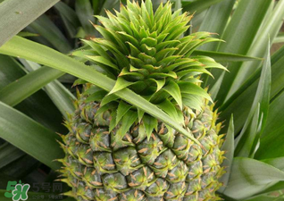 綠菠蘿可以吃嗎？菠蘿是綠的能吃嗎？