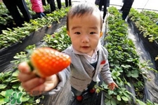 寶寶能吃草莓嗎？寶寶吃草莓好嗎？