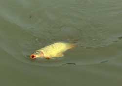 驚蟄前后可以夜釣鯉魚嗎？驚蟄前后釣魚技巧