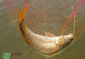 驚蟄前后好釣魚(yú)嗎？驚蟄前后釣魚(yú)技巧