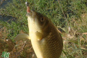 驚蟄前后可以夜釣鯉魚嗎？驚蟄前后釣魚技巧