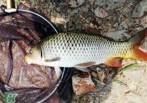 驚蟄前后可以夜釣鯉魚嗎？驚蟄前后釣魚技巧