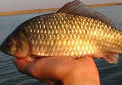 驚蟄前后好釣魚嗎？驚蟄前后釣魚技巧
