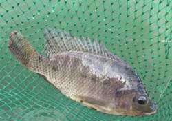 驚蟄能釣魚嗎？驚蟄釣什么魚好？