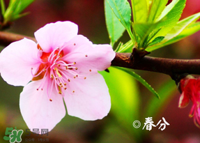 2017年春分是什么時(shí)候？2017年春分是幾月幾號(hào)？