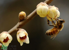 驚蟄過(guò)后一周會(huì)下雨嗎？驚蟄下雨好嗎？