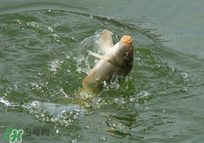 驚蟄過(guò)后好釣魚(yú)嗎？驚蟄后陰雨天好釣魚(yú)嗎？